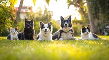 Two Dogs And Cat In The Garden Free Stock Photo - Public Domain Pictures