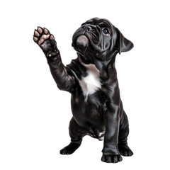 Aufkleber - Adorable Brindle Puppy Raising Its Paw High in Innocence on White Backdrop