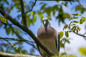 a big pigeon sitting on a tree branch against blue sky and watching