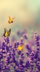 Poster - Swallowtail butterflies flying and perched on fragrant lavender flowers in a field in summer nature scene
