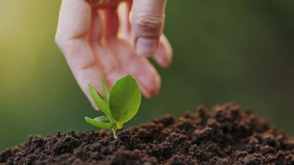 Aufkleber - Hand gently touches green seedling growing rich soil, symbolizing nature, nurture, and growth young green plant sprouting