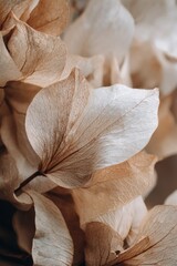 Aufkleber - Dried Hydrangea Petals Close Up Still Life Botanical Art Photography Soft Warm Tones Neutral Colors