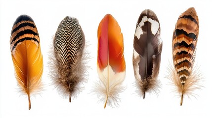Poster - Set of natural brown feathers with unique black patterns isolated on white background