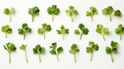 Poster - Flat lay of fresh cilantro sprigs arranged on white background.