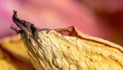 Poster - Fading beauty of a dried rose petal nature close-up macro photography soft focus floral concept