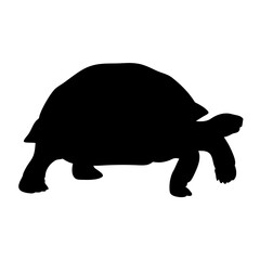 Leinwandbilder - Download this realistic tortoise silhouette vector image for free tortoise animal graphics art
