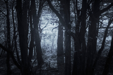 Fototapete - dark forest at night, mysterious background