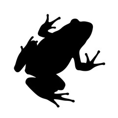Leinwandbilder - Silhouette frog amphibian animal wildlife nature toad treefrog vector illustration graphic art