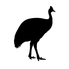 Leinwandbilder - Cassowary silhouette vector illustration black and white image cassowaries bird wildlife art animal