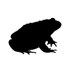 Leinwandbilder - Black silhouette of a toad amphibian vector illustration wildlife animal toad drawing design art