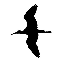 Leinwandbilder - Flying bird silhouette vector illustration of wildlife animal birdwatching seabird design art image