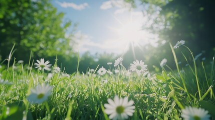 Fototapete - Low-angle view of daisies in a sunlit meadow.