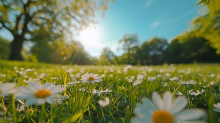 Poster - Sunny meadow with blooming daisies, low angle view.