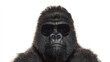 © Synaptic Studio - Cool Gorilla Wearing Sunglasses on White Background – Humorous Animal Portrait