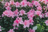 Bright pink azalia flowers blooming
