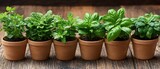 Fresh herbs in terracotta pots
