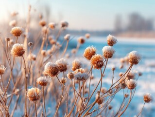 Poster - Frosty wildflowers in winter landscape close up view at sunrise in a field of snow with soft focus background and blue sky