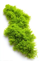 Aufkleber - Bright Green Selaginella Plant on White Background Top-Down Studio Shot Lush Vibrant Indoor Gardening Tropical Houseplant