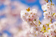 © RistoH - Close up of cherry tree pink blossoms