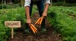 © Deamard - Hand pulling carrot from soil beside organic sign.