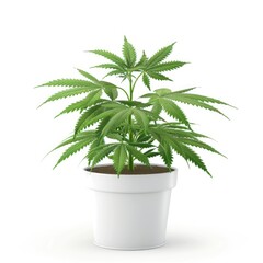 Poster - Isolated cannabis plant in white pot against a plain backdrop.