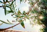 Tranquil Ocean View Framed by Lush Greenery and Warm Sunlight..