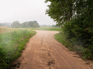 Wall Mural - A dirt road with a tree on the side. The small country road is empty and there is fog over a filed. Living in a country side area concept. Nobody. Calm and relaxing mood.