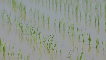 Wall Mural - 日本で田植え機を使って田植えをしている