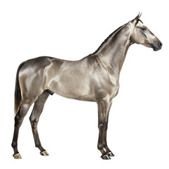 graceful silver akhal teke horse standing proudly isolated on white background