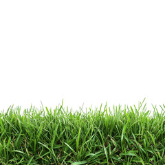 Poster - Close-up of vibrant green grass blades with detailed texture and natural lighting, perfect for overlays isolated on transparent background