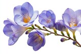 Close-up display of delicate, purple freesia blossoms.