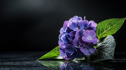 Leinwandbilder - Beautiful purple hydrangea blossom studio setting photography dark background close-up nature's elegance