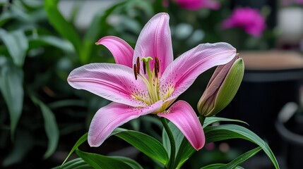 Aufkleber - Elegant pink lily flower botanical garden close-up photography greenery natural light beauty of nature