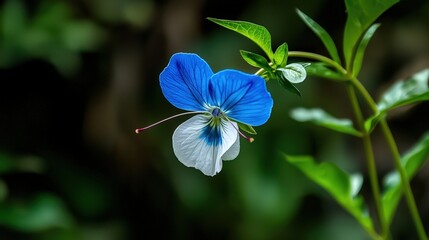 Aufkleber - Vibrant blue and white flower close-up lush greenery nature photography outdoor macro shot botanical beauty