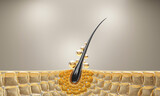 3D hair follicle cross-section showing nutrient absorption and scalp hydration, perfect for haircare and shampoo product visuals.