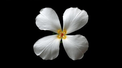 Poster - This stunning white flower bloom showcases intricate petal detail, beautifully centered against a dark background, perfect for use in botanical and wedding designs