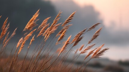 Aufkleber - Golden hour casts a warm glow as delicate wheat stalks sway softly in a breezy field, creating a tranquil atmosphere filled with natural beauty
