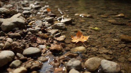 Poster - A single vibrant autumn leaf lies on smooth river rocks, illuminated by warm golden hour light, creating a tranquil urban environment by the water