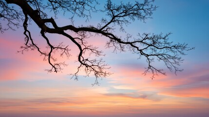 Aufkleber - A tranquil dusk showcases a soft peach-colored sky with subtle gradients, while bare branches silhouette against the luminous horizon, inviting reflection
