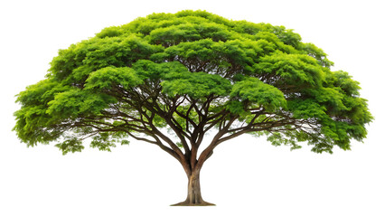 Rain tree isolated on white background PNG