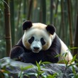 © 보경 김 - Panda in the Bamboo Forest.