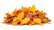 © BozStock - A neatly stacked pile of colorful autumn leaves rests on a stark white background.