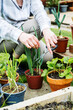 © Cavan - Woman hands cutting spring onion cultivated in pot, home gardening