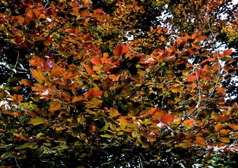 Wall Mural - brown leaves of Fagus Silvatica Purpurea tree