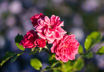 Wall Mural - a pink rose bush with four pink flowers