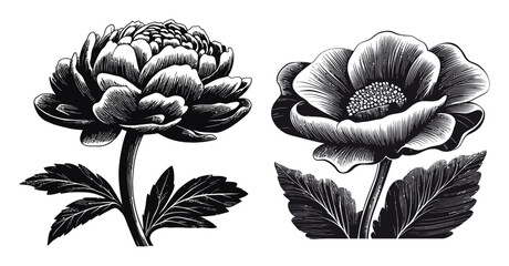  Detailed Black and White Floral Illustrations of Peony and Anemone