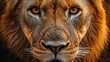 © Ms. Fox - Close-up of majestic lion face with intense eyes and detailed fur texture