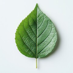 Poster - green leaf with textured half on white background