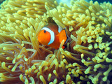 Clownfish in sea anemone at the Perenthian Islands  in Malaysia