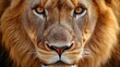 © Ms. Fox - Intense gaze of a majestic male lion captured in close-up portrait